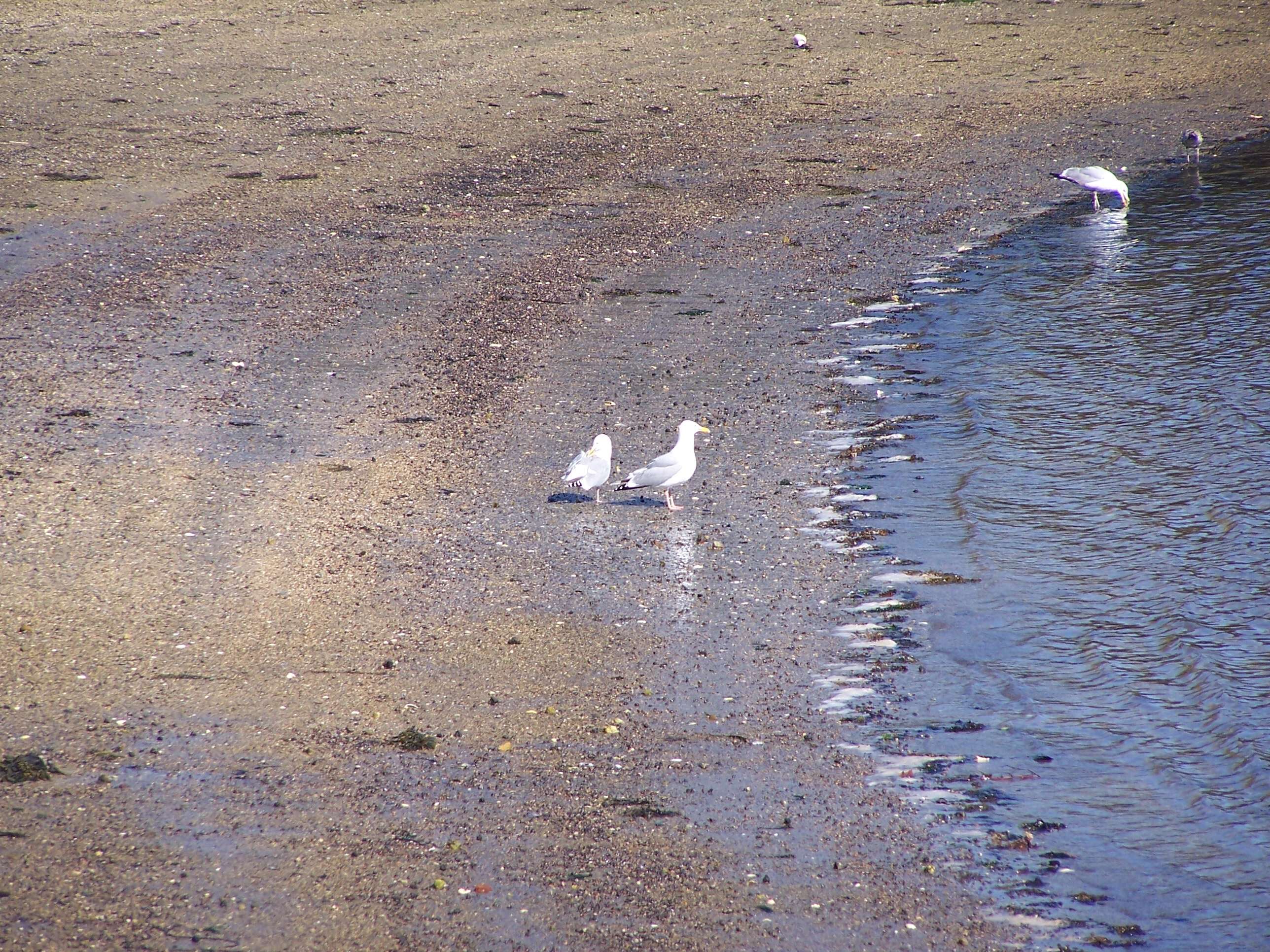 Image of American Herring Gull