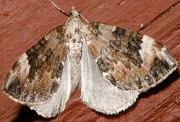 Image of Dark Marbled Carpet