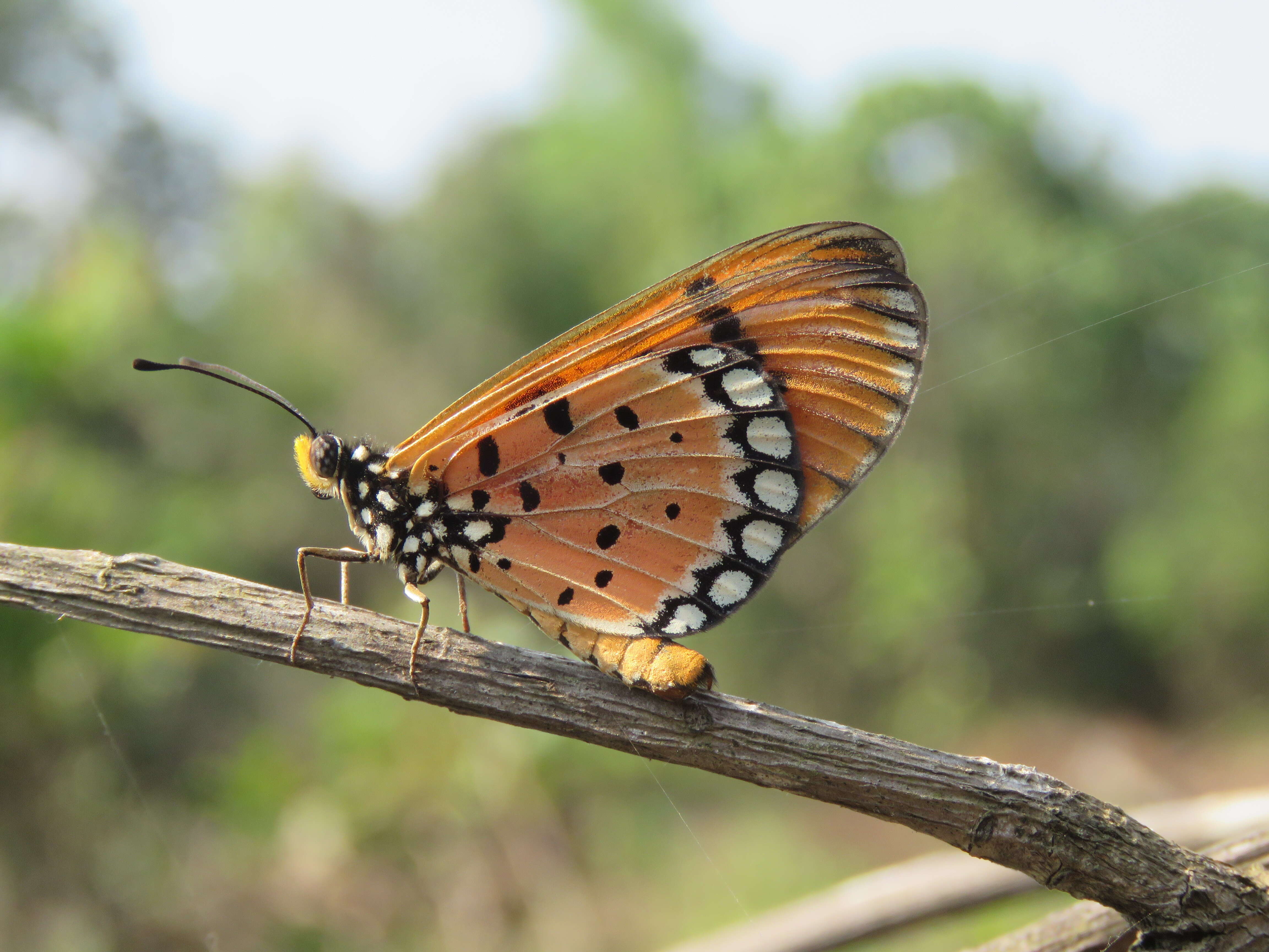 Image of Acraea terpsicore