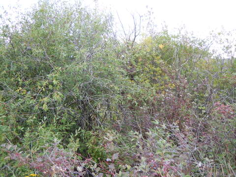 Image of Missouri River willow