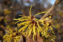 Hamamelis mollis Oliv. resmi