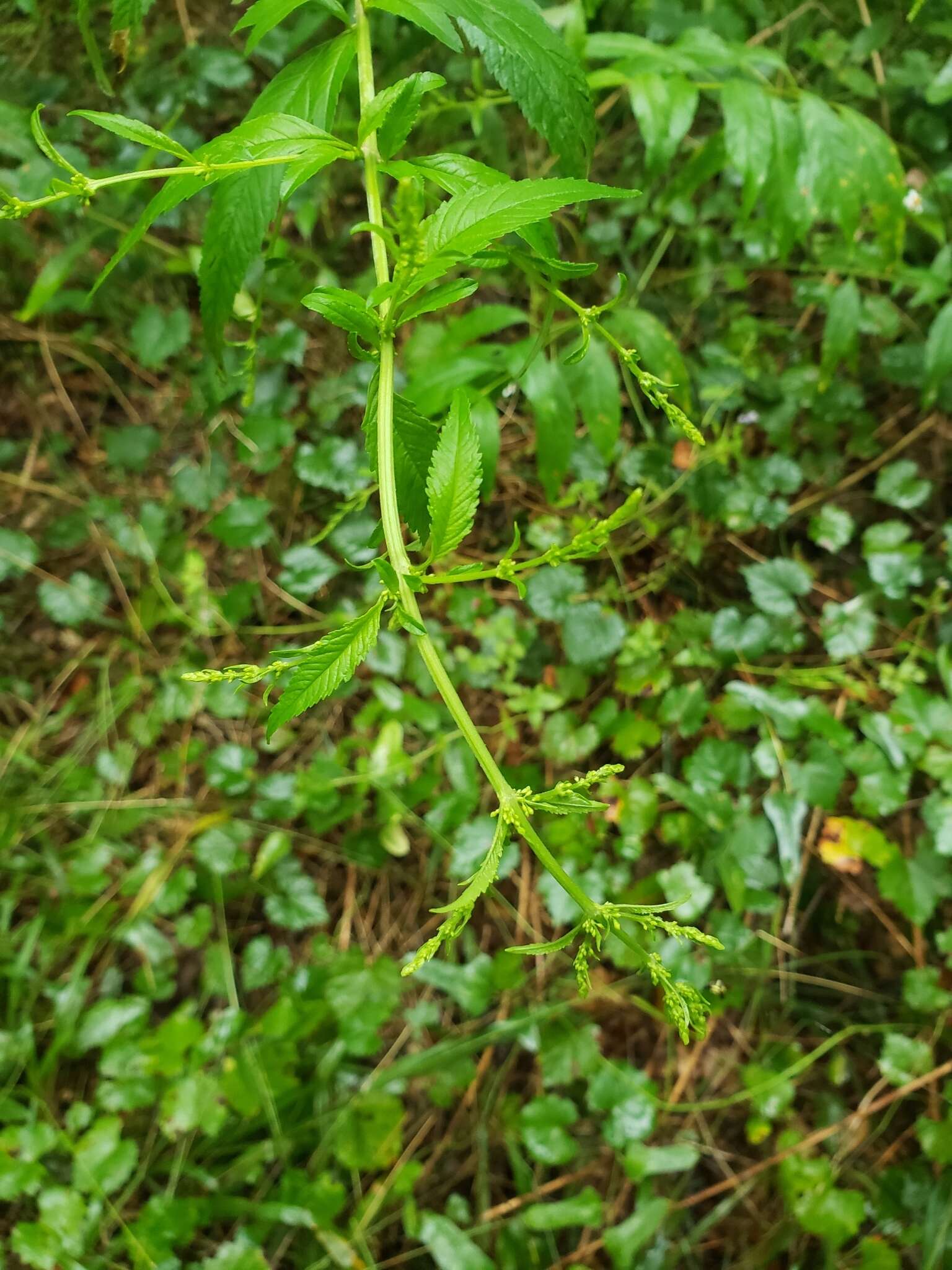 Слика од Condea verticillata (Jacq.) Harley & J. F. B. Pastore