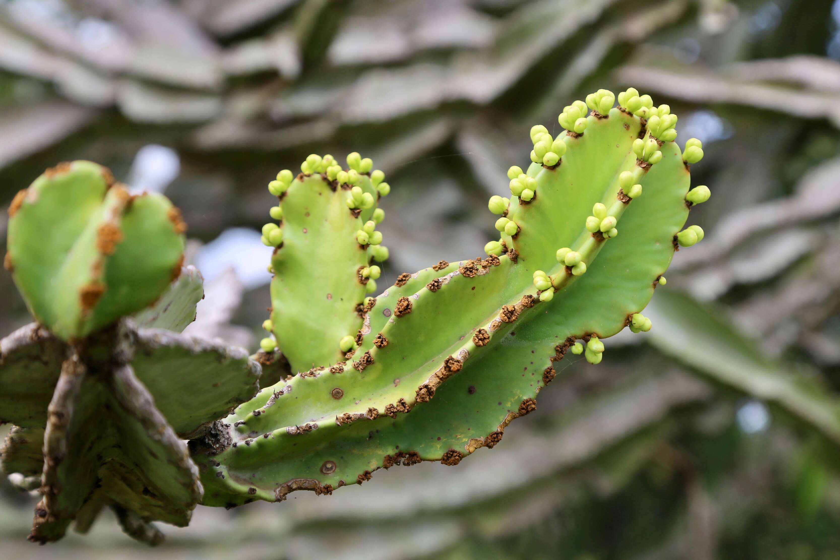 Imagem de Euphorbia ingens E. Mey. ex Boiss.