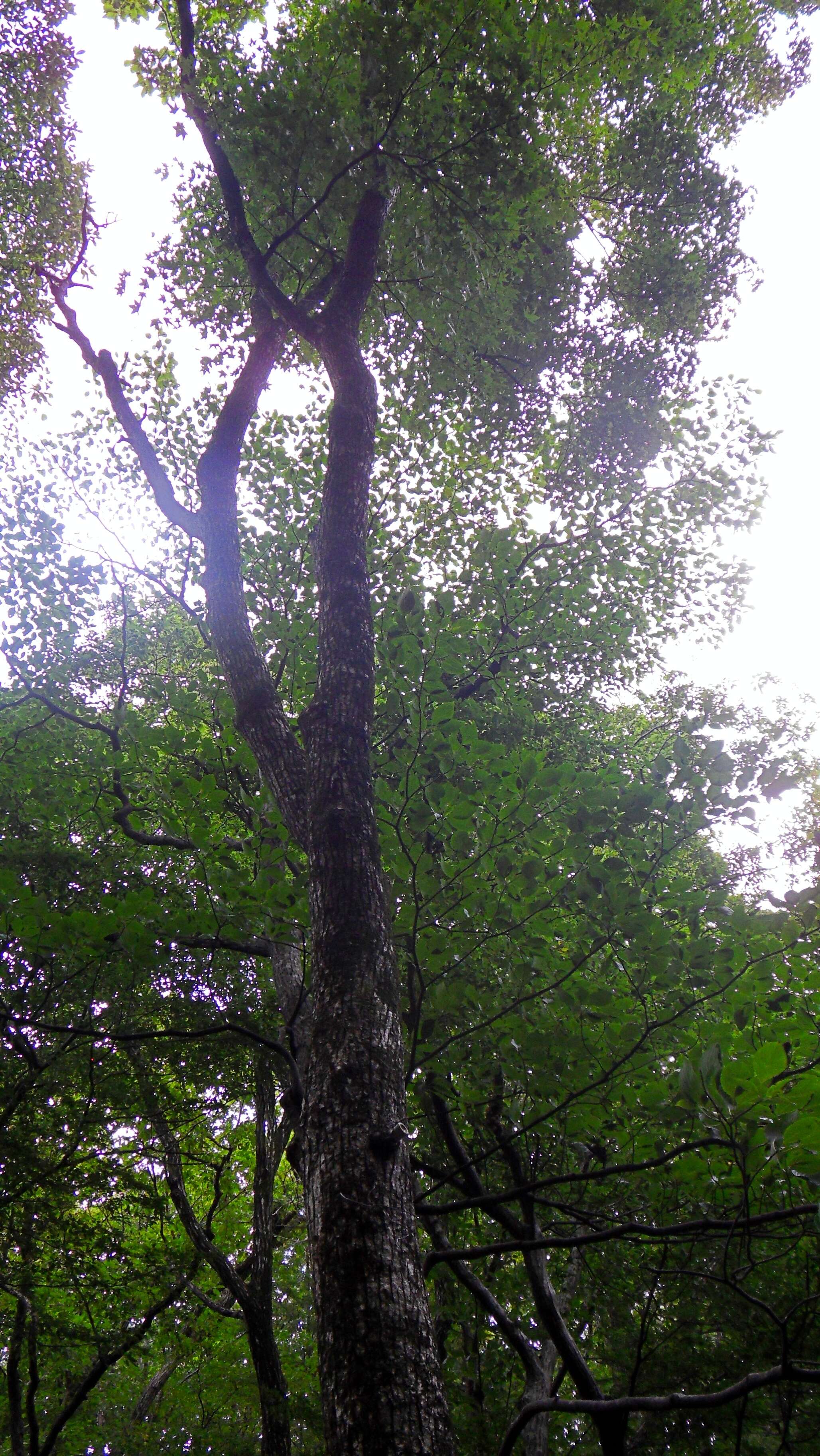Image of Acer pictum subsp. mono (Maxim.) H. Ohashi