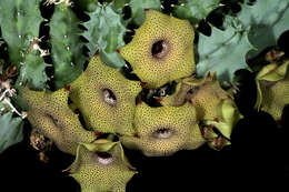 Imagem de Ceropegia thuretii (F. Cels) Bruyns