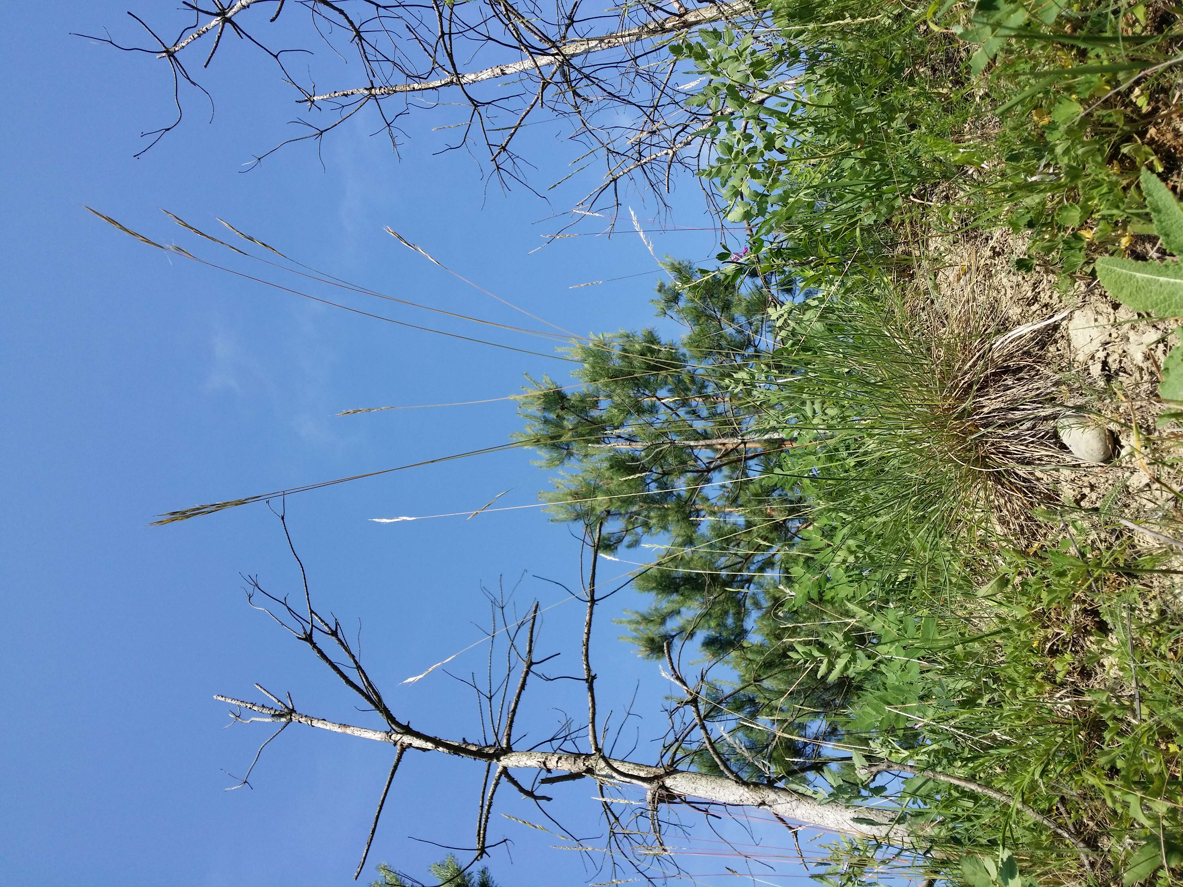 Plancia ëd Helictochloa pratensis (L.) Romero Zarco