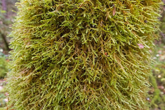 Image of neckera moss