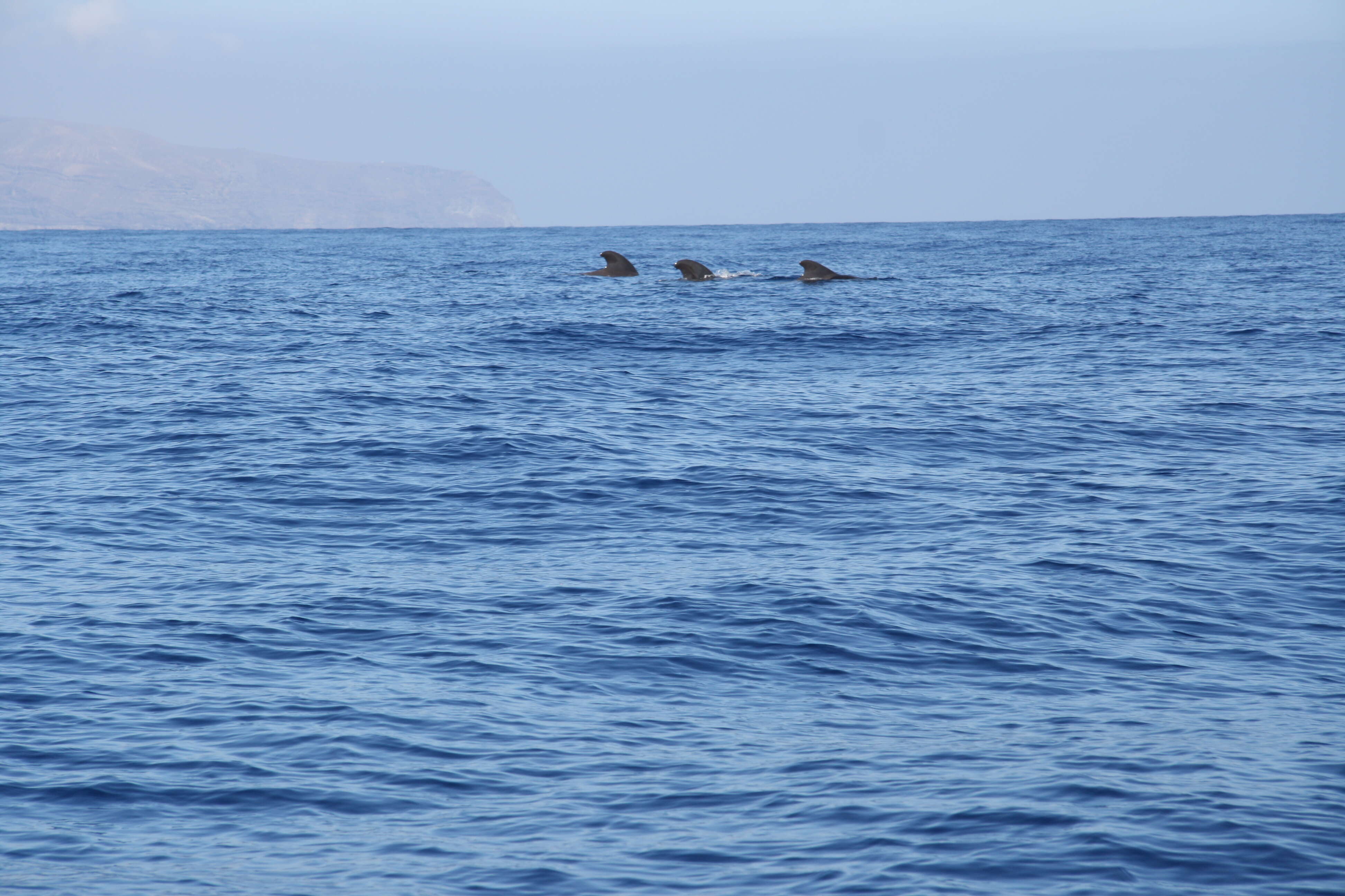 Image of Atlantic Pilot Whale