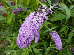 Image of butterfly-bush