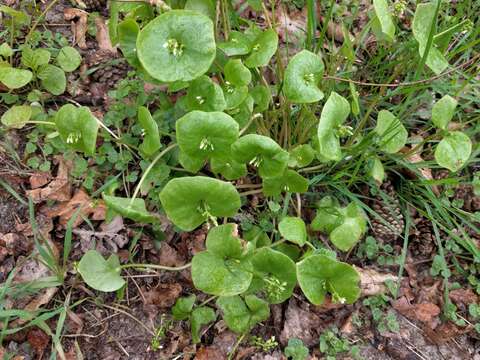 Image of Indian lettuce