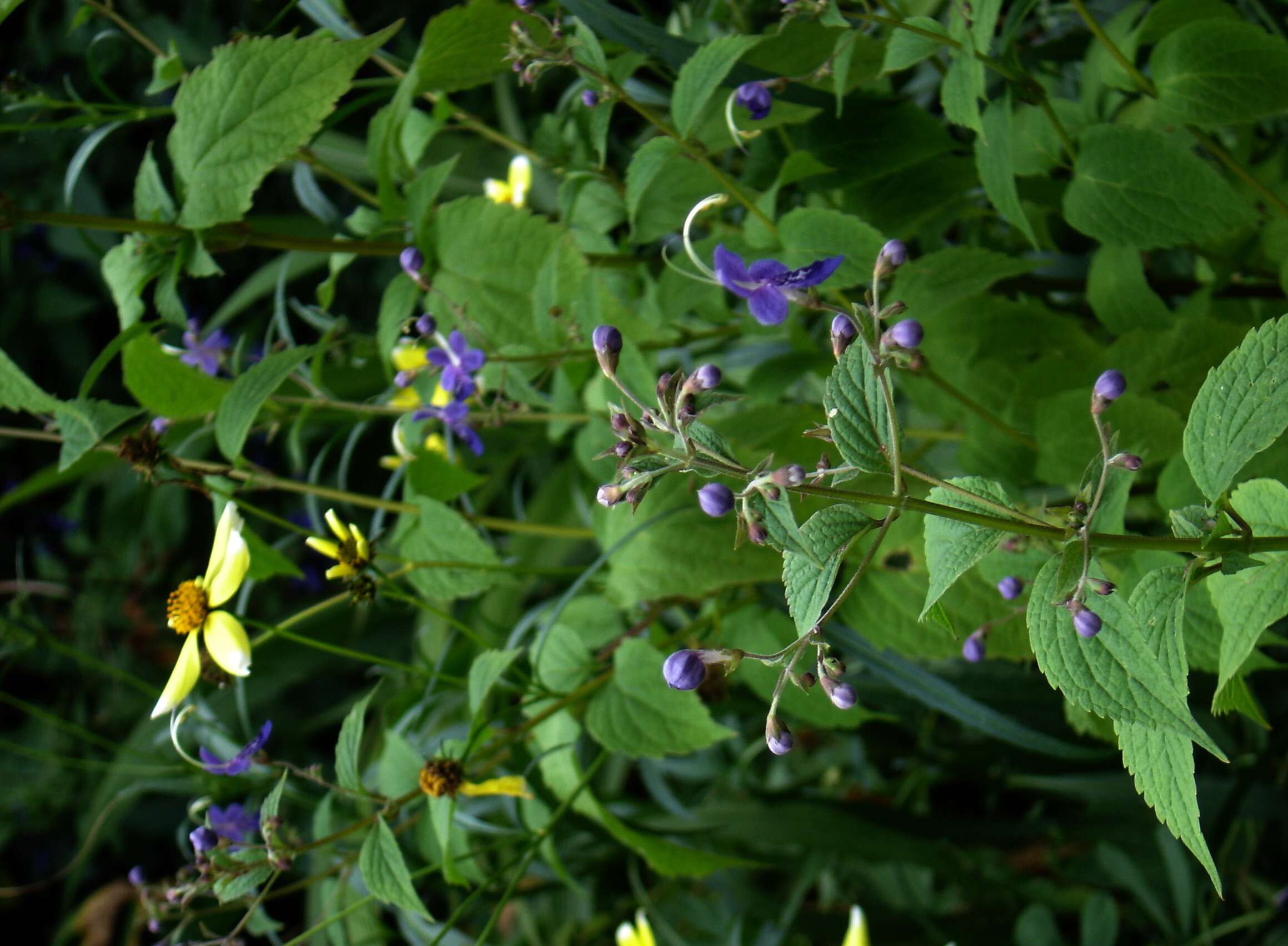Слика од Tripora divaricata (Maxim.) P. D. Cantino