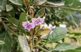 Image of Duranta mutisii L. fil.