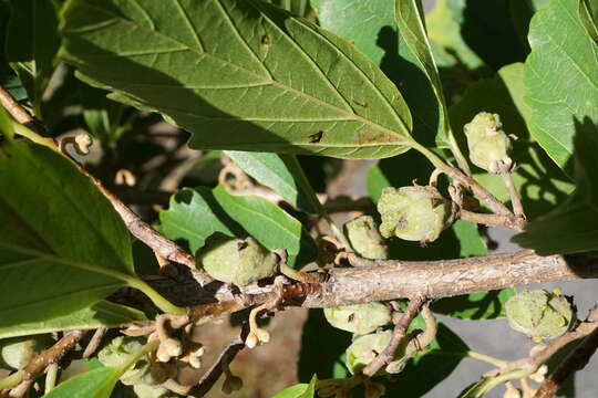 Image of Ozark Witch-Hazel