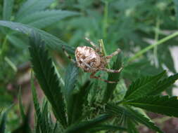 Image of Garden spider