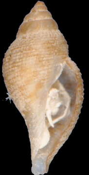 Image of Daphnella retifera (Dall 1889)