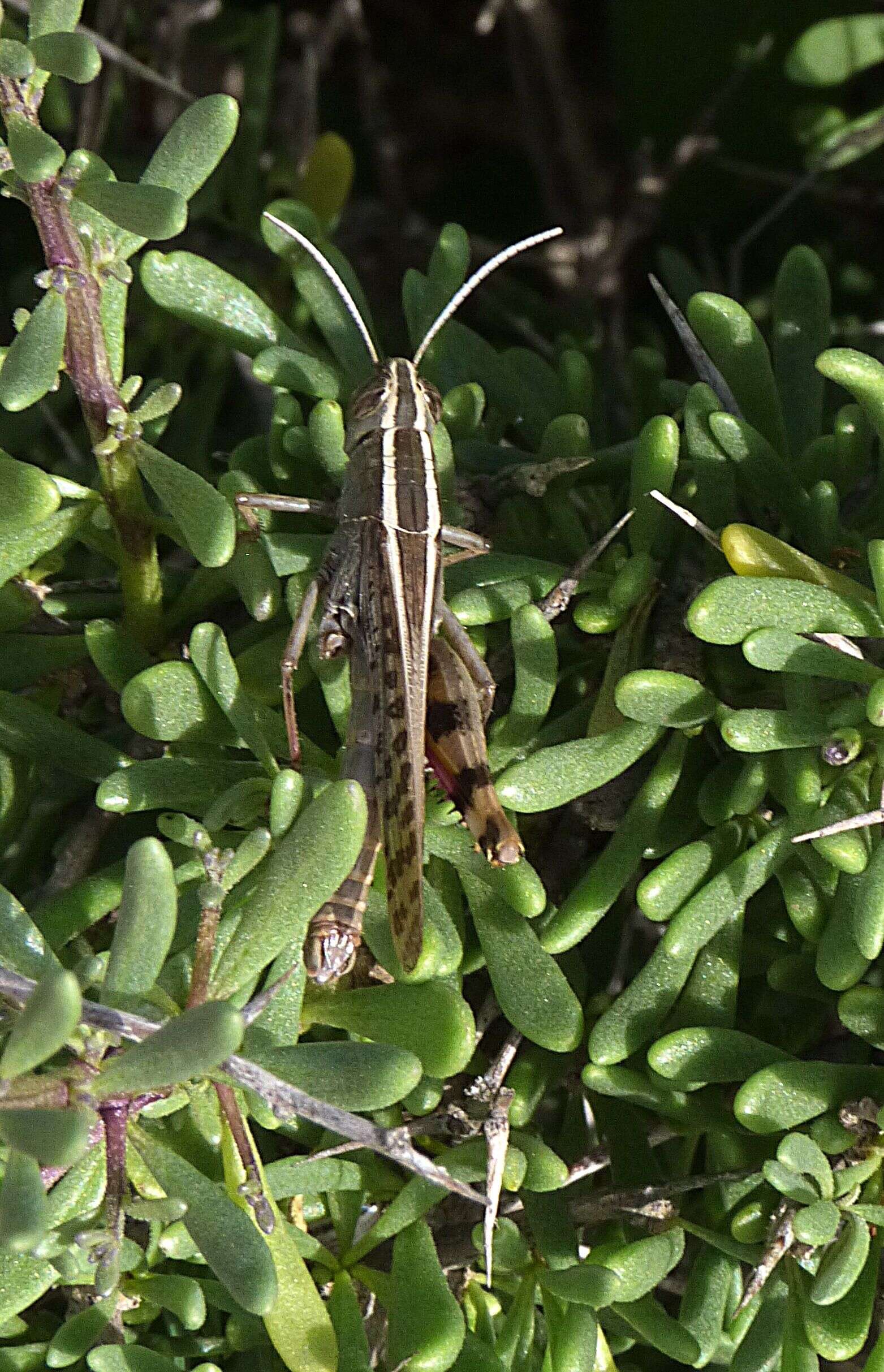 Image of Calliptamus barbarus (Costa & O. G. 1836)