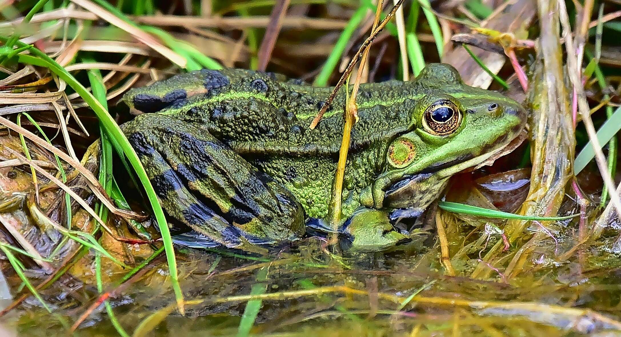 Image of Pelophylax esculentus