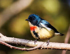 Image of Fire-breasted Flowerpecker