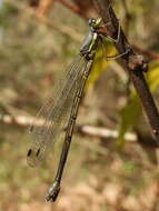 Image of Lestes temporalis Selys 1883