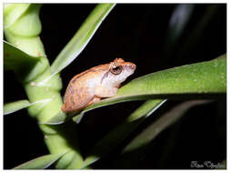 Image of Kani Bush Frog