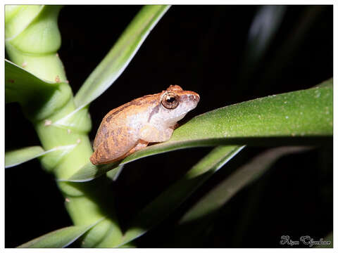 Image de Pseudophilautus kani (Biju & Bossuyt 2009)