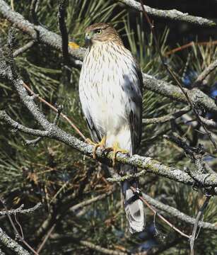 Image of Cooper's Hawk