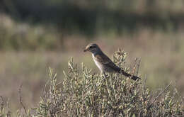 Image of Red-backed Shrike