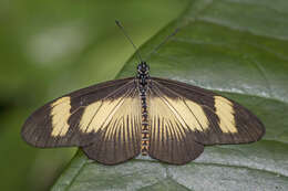 Image de Acraea jodutta Fabricius 1793