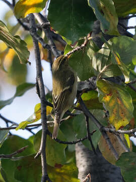 Image of Yellow-browed Warbler