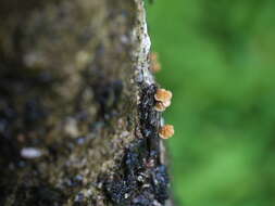 Image of Marasmius siccus