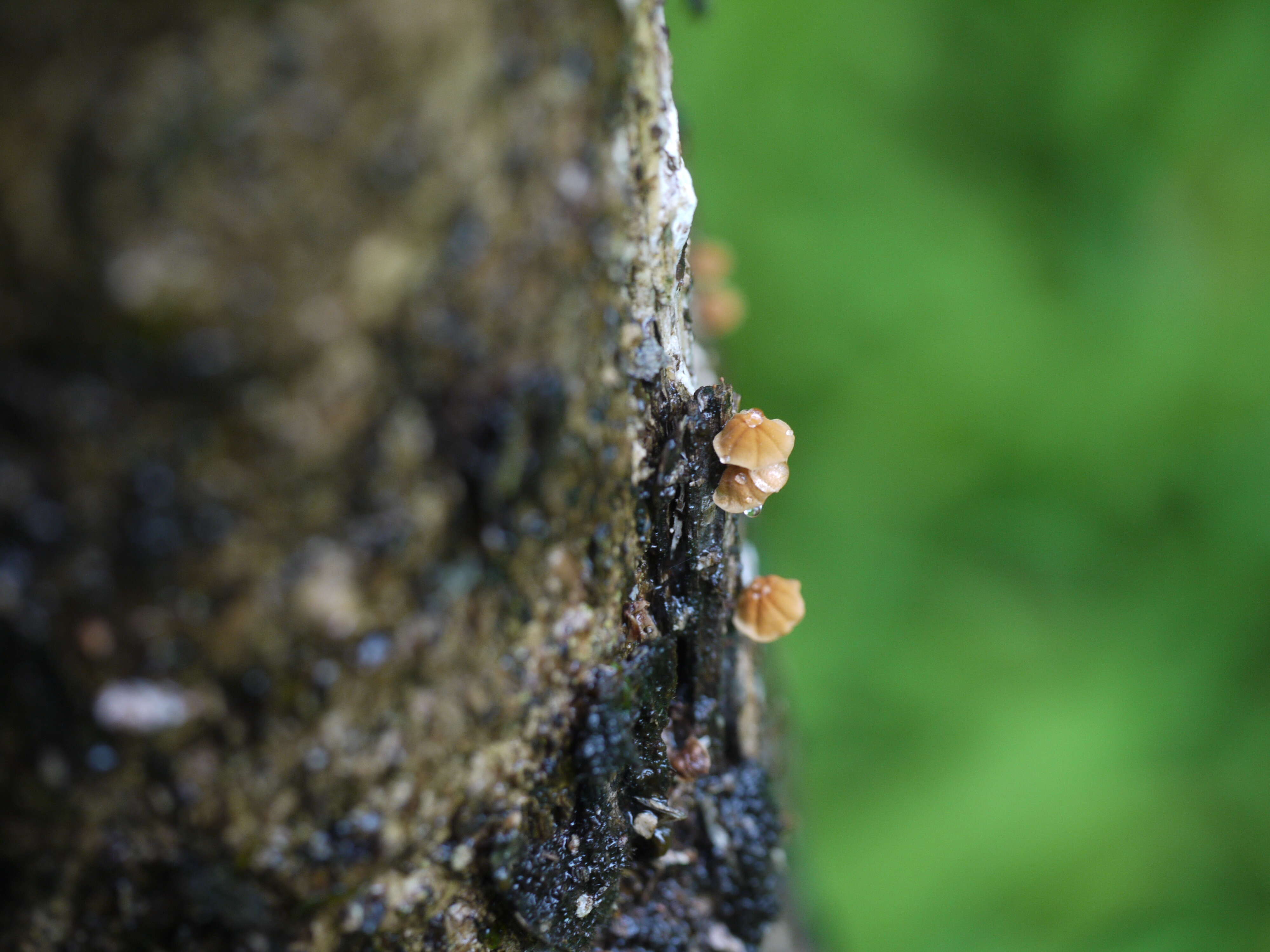 Image of Marasmius siccus