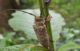 Image of Twig Girdling Beetles