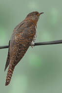 Image of Himalayan Cuckoo