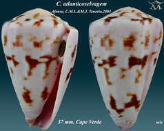 Image of Conus atlanticoselvagem