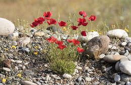 Image of corn poppy