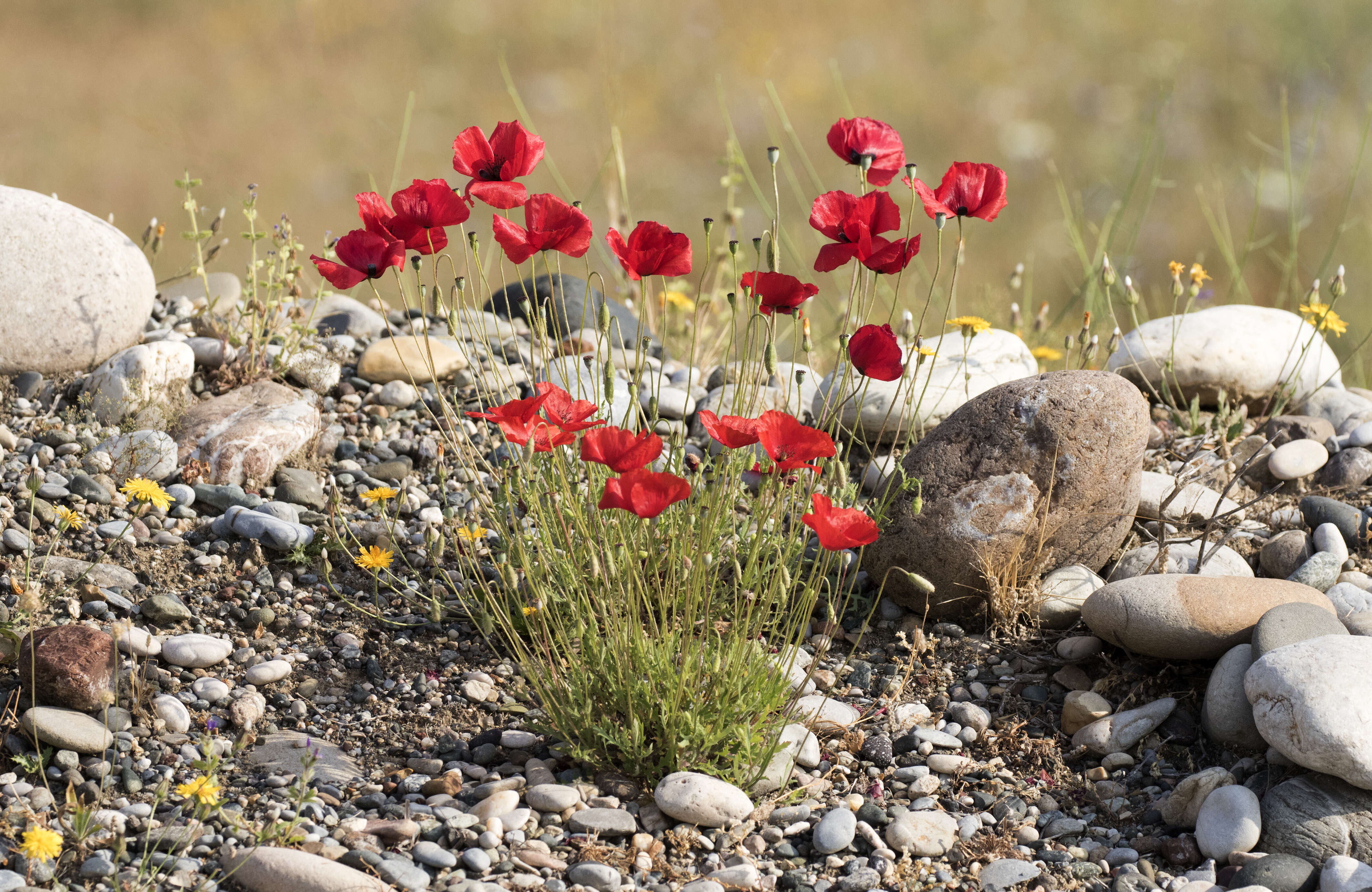 Image of corn poppy