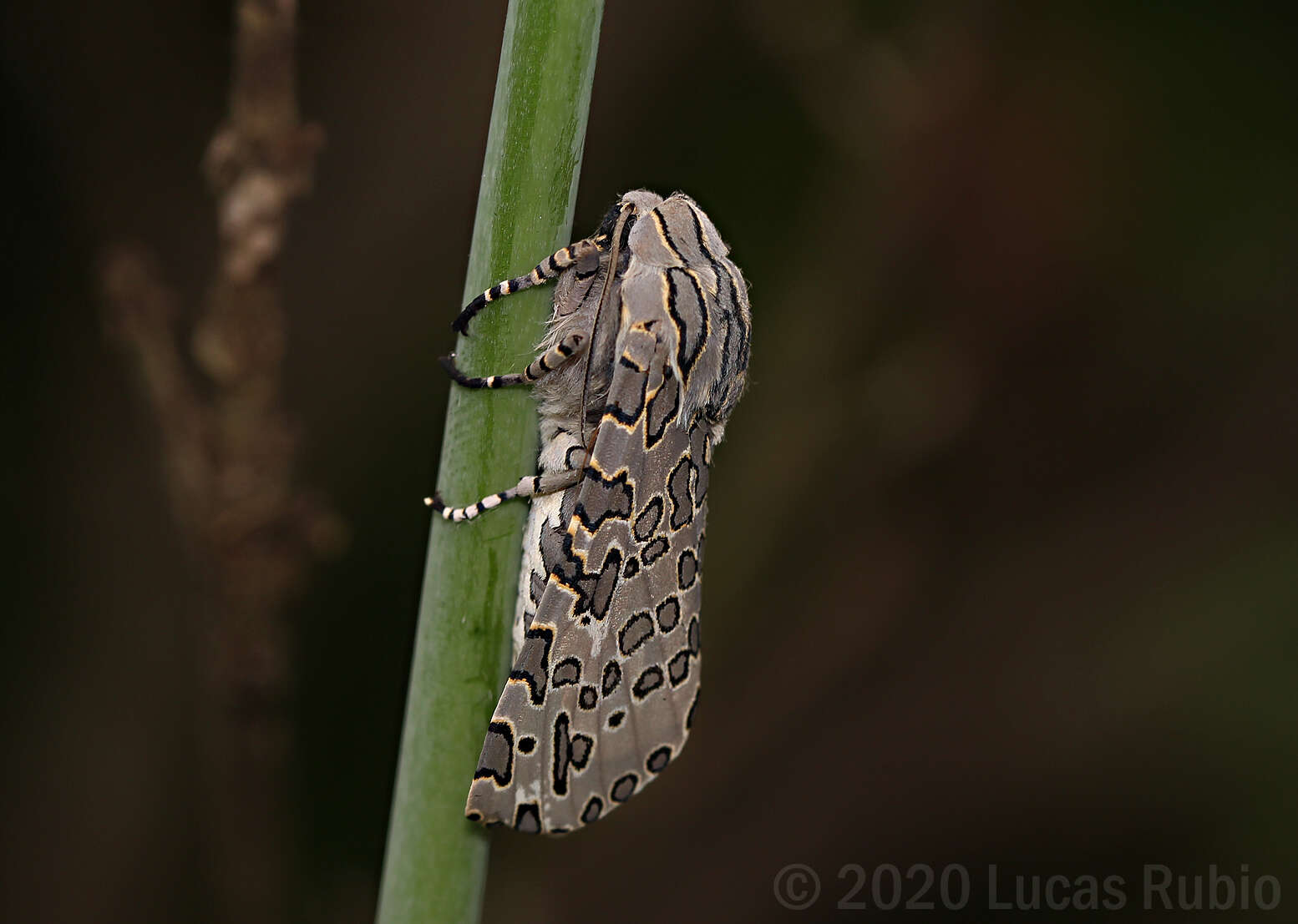 Image of Hypercompe indecisa Walker 1855