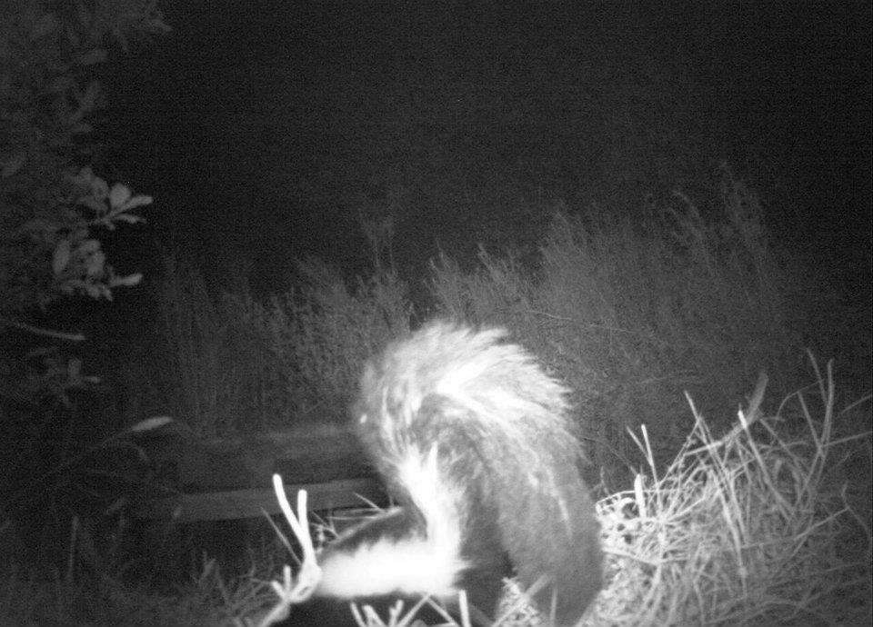 Image of Hooded and Striped Skunks