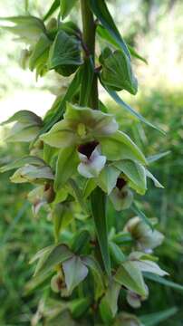 Image of Broad-leaved Helleborine