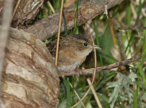 Image of Sedge Wren