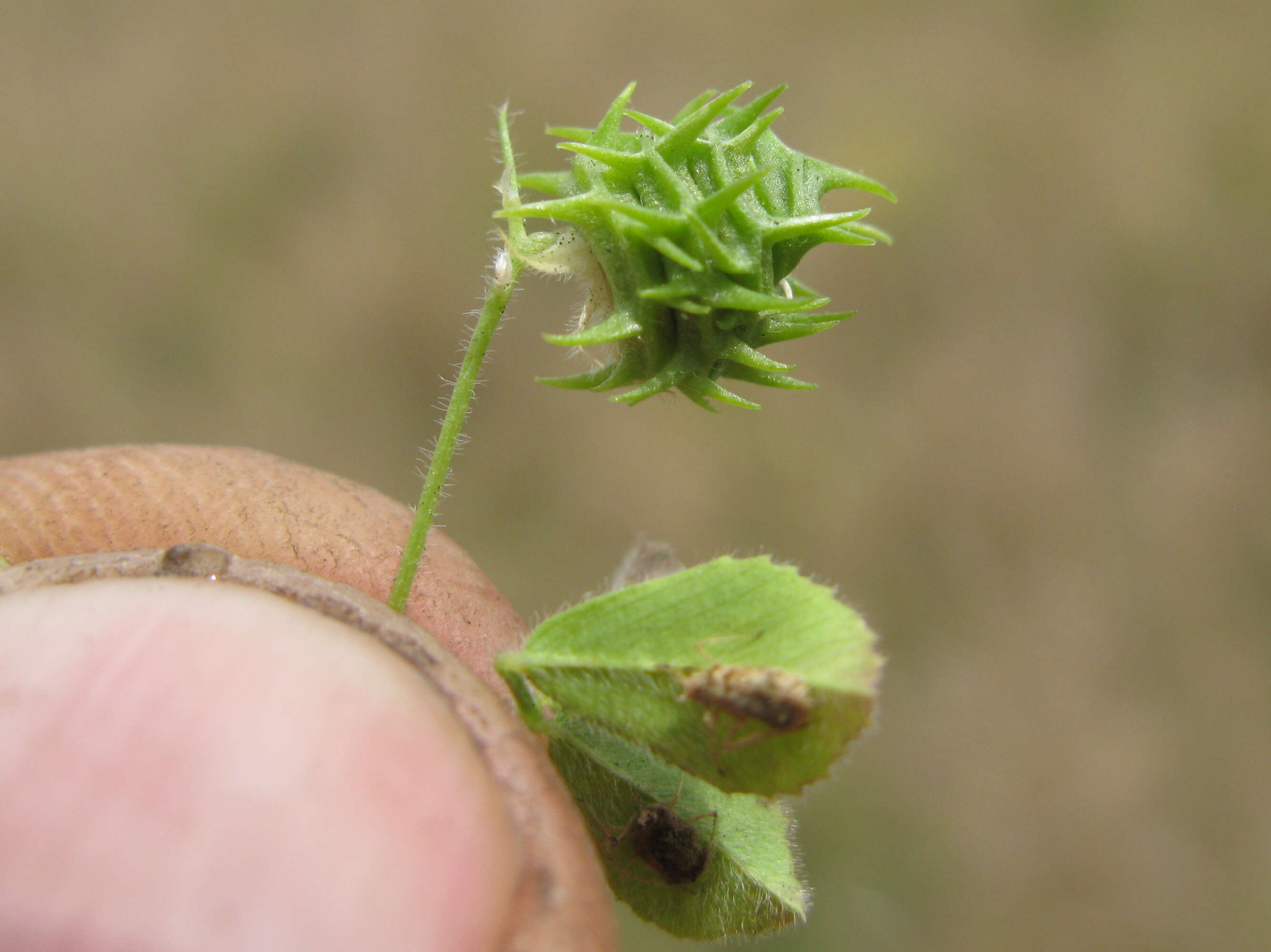 Слика од Medicago truncatula Gaertn.