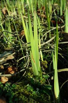 Image of Iris crocea Jacquem. ex R. C. Foster