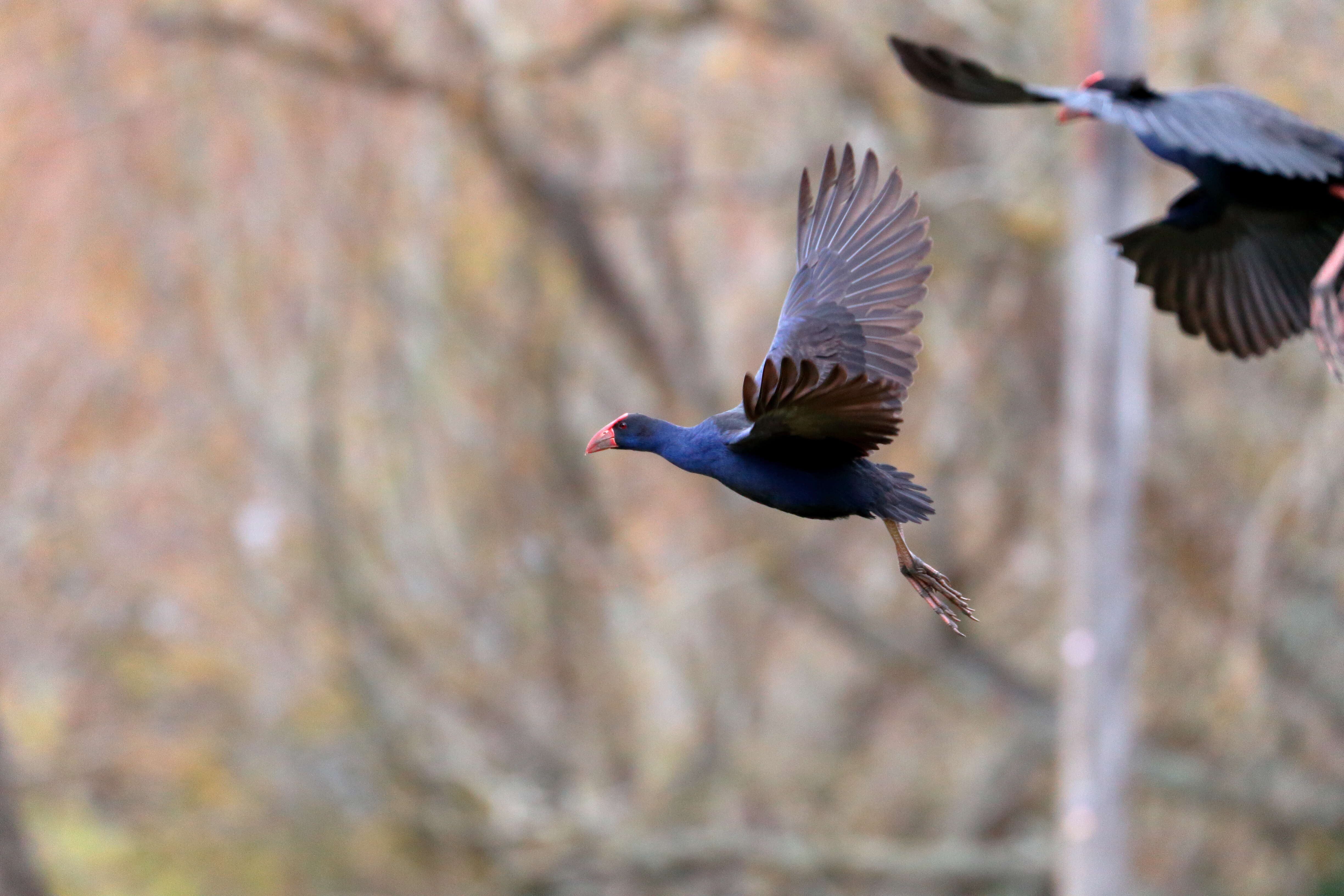 Image of Australasian Swamphen