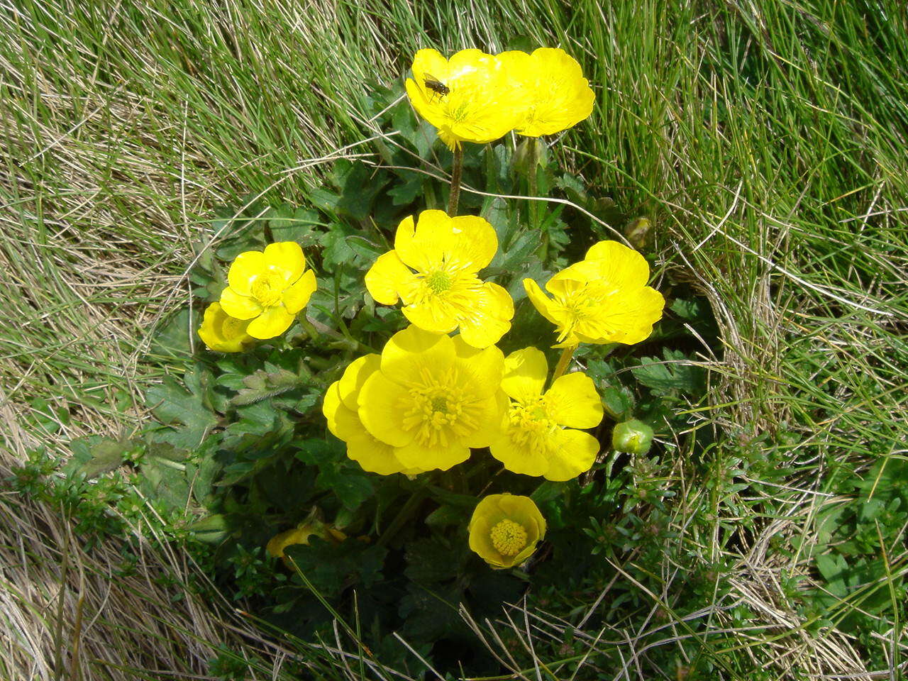 Image of Ranunculus montanus Willd.