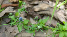 Eryngium prostratum Nutt. ex DC. resmi