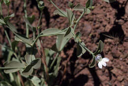 Image of Goodenia azurea F. Müll.