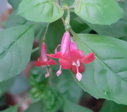 Image of Fuchsia