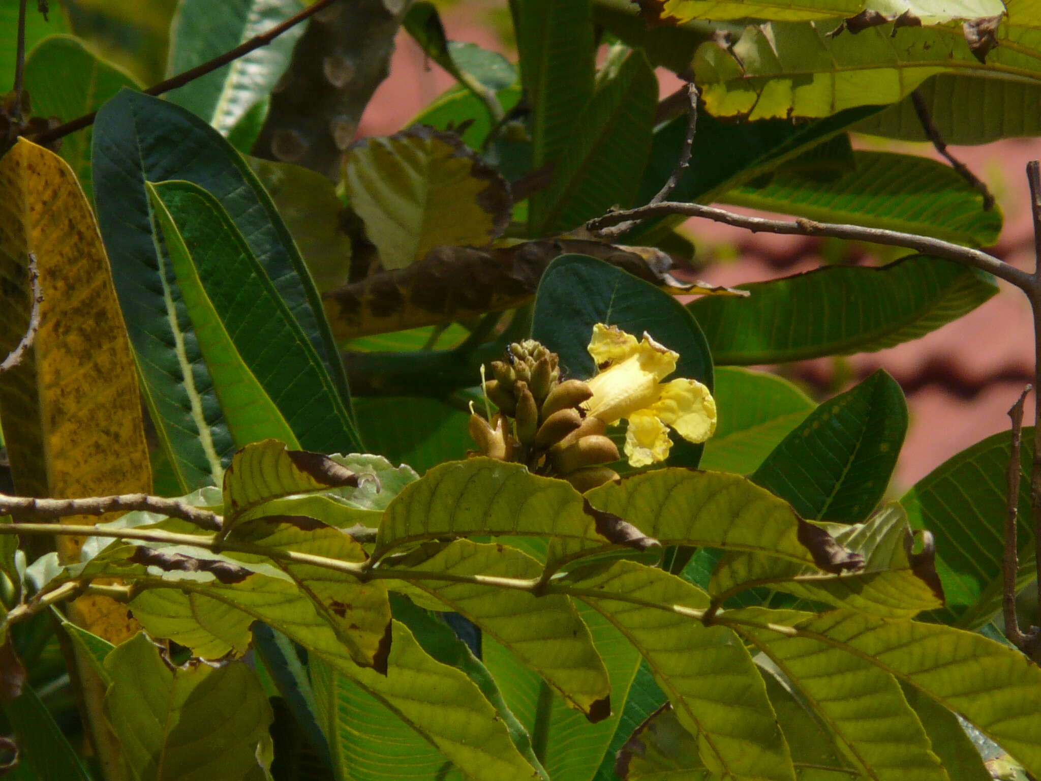 Image de Markhamia lutea (Benth.) K. Schum.