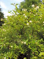 Image of common buttonbush