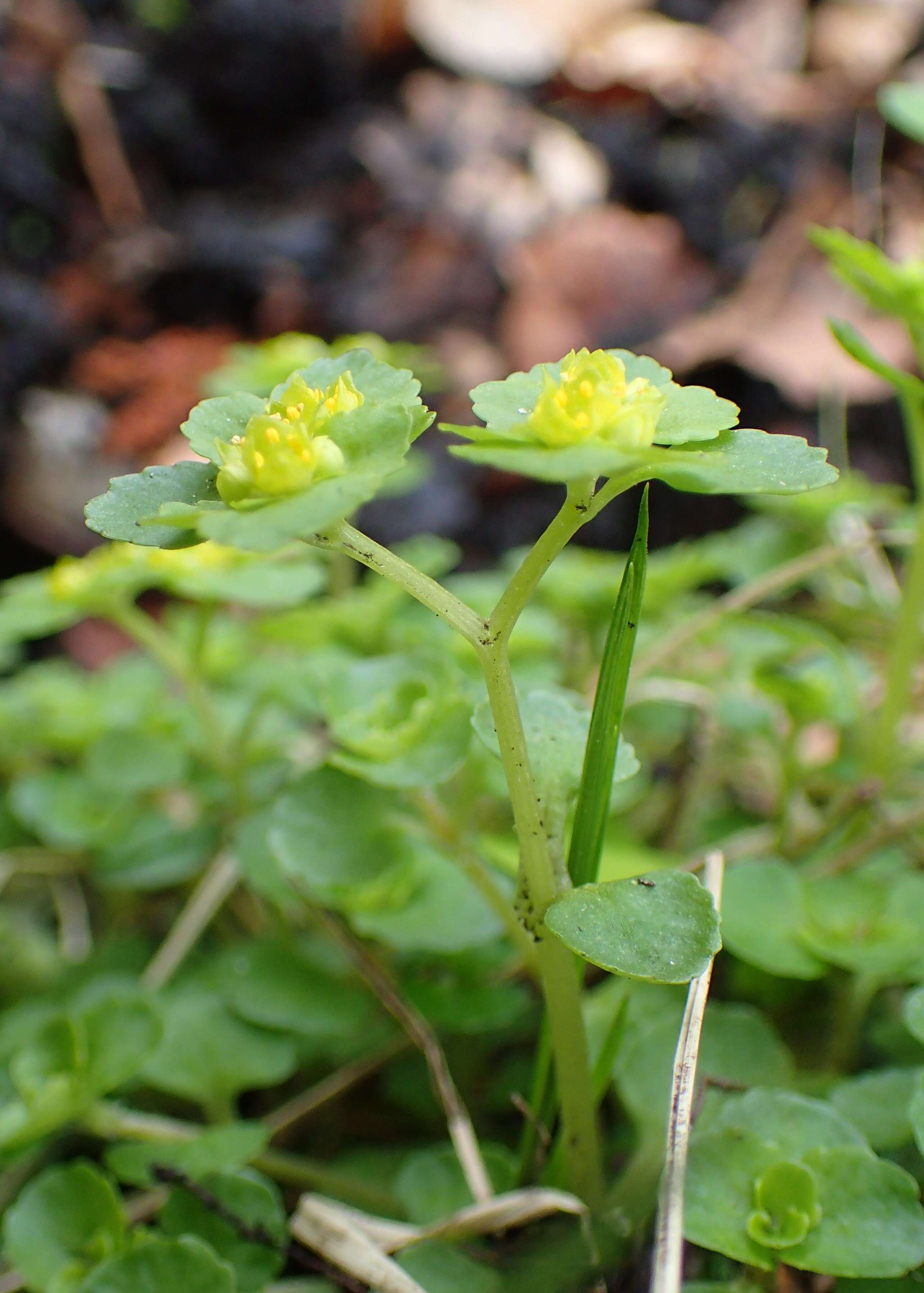 Plancia ëd Chrysosplenium oppositifolium L.